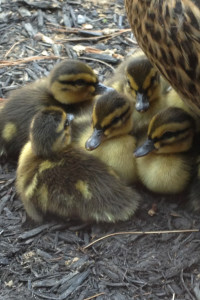 Maynard rescues duckling from hawk’s clutches