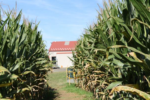 Quick Picks: Brad’s showcases traditional fall corn maze and pumpkin picking