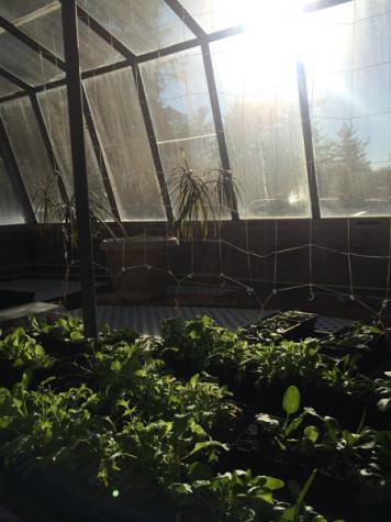 Senior brings greenhouse back to life