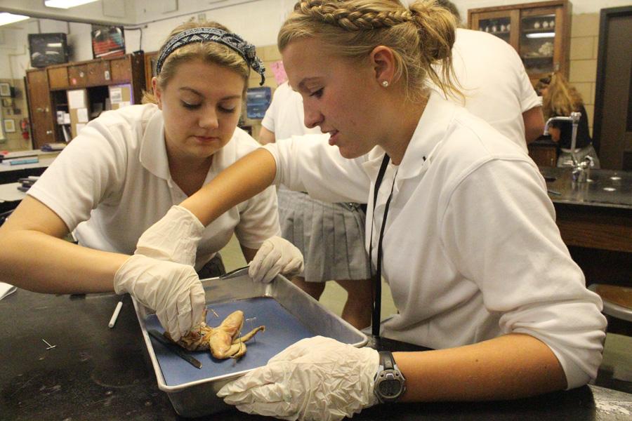 Seniors Erin Sullivan (left) and Emma Asbury (right) cut open and pin back the skin of the frog they are dissecting. Dissections took place on Oct. 16 and 17 during Anatomy class.