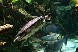 A turtle races with the fish at the National Aquarium. The National Aquarium is located at 501 E Pratt St Baltimore, MD 21202.