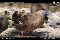 Ducklings waddle into spring