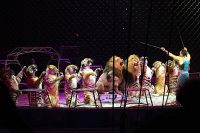 Ringling Bros. and Barnum & Bailey farewell performance is ‘Out Of This World’