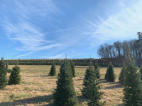 Jarrettsville Nurseries provides the perfect Christmas tree picking experience